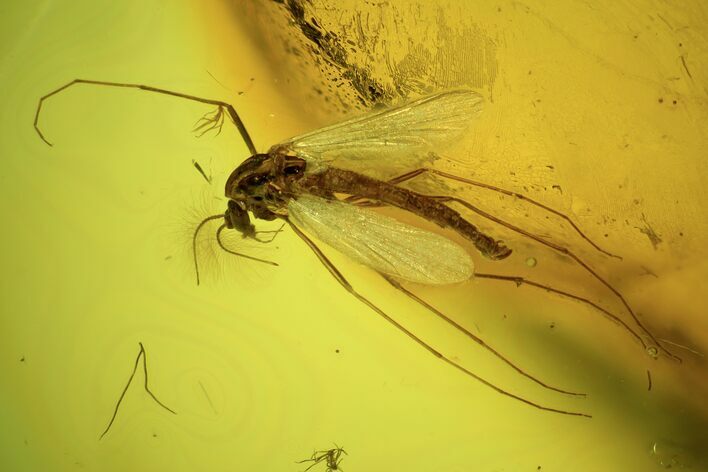Two Detailed Fossil Flies (Diptera) In Baltic Amber #90862